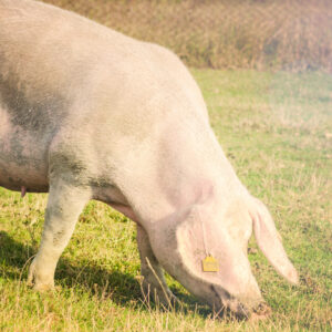 Home cerdo landrace
