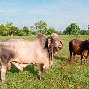 ganado cebú