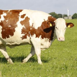 Home ganado holstein