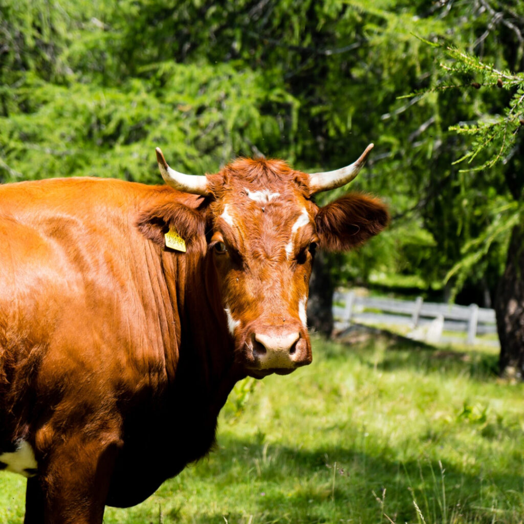 ganado wagyu