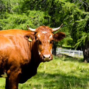 Home closeup of a tarentaise cattle in a field covered in greenery under the sunlight at daytime